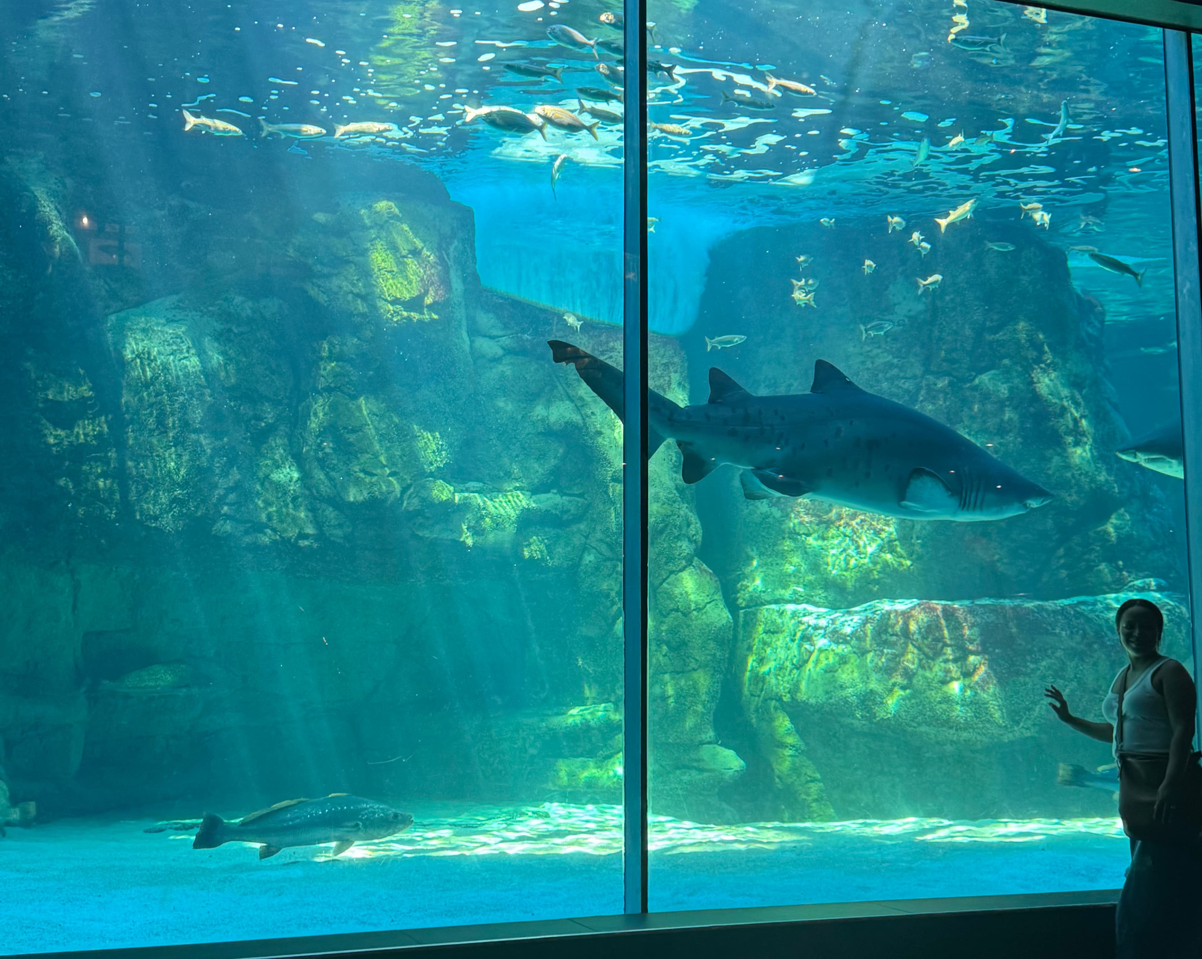 Two Oceans Aquarium Experience Guide