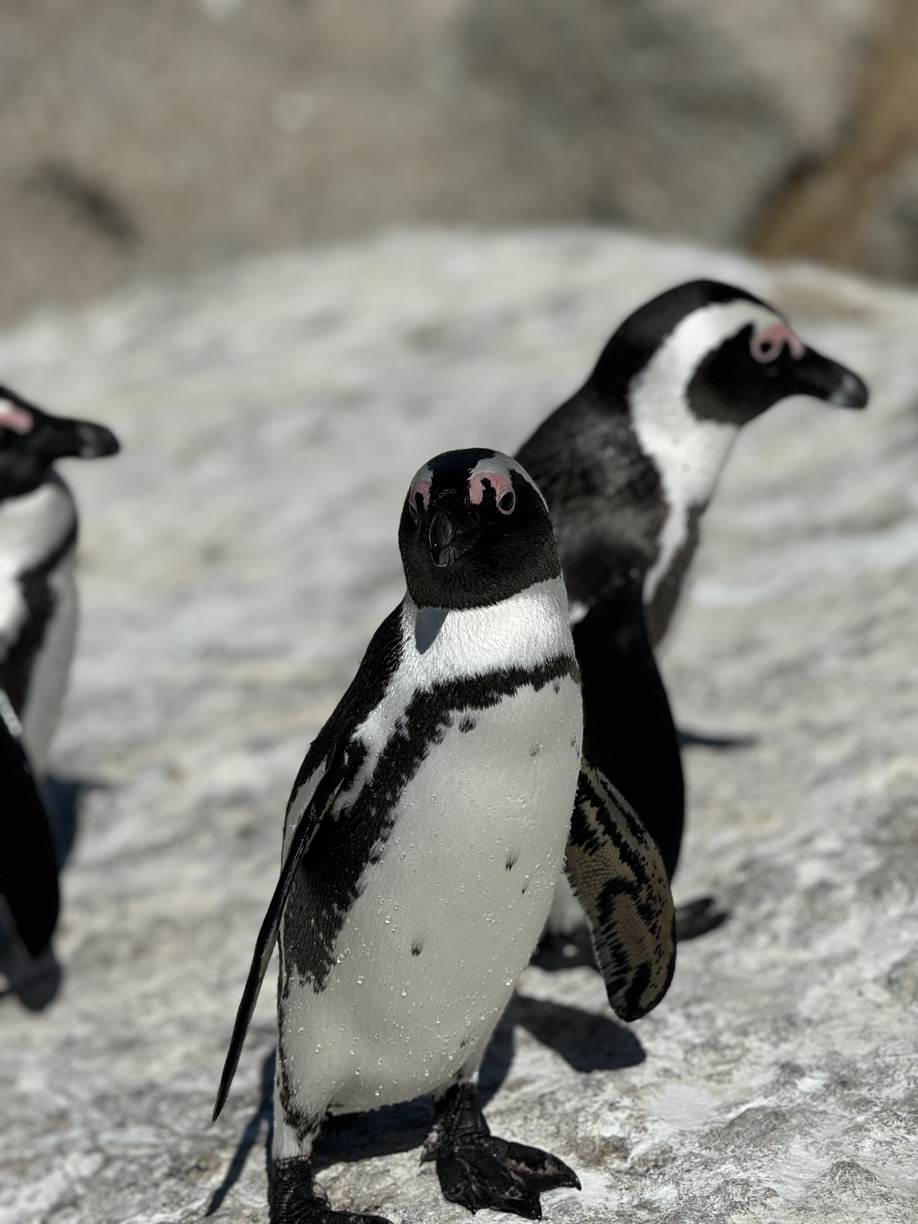 Three penguins at Boulders Beach