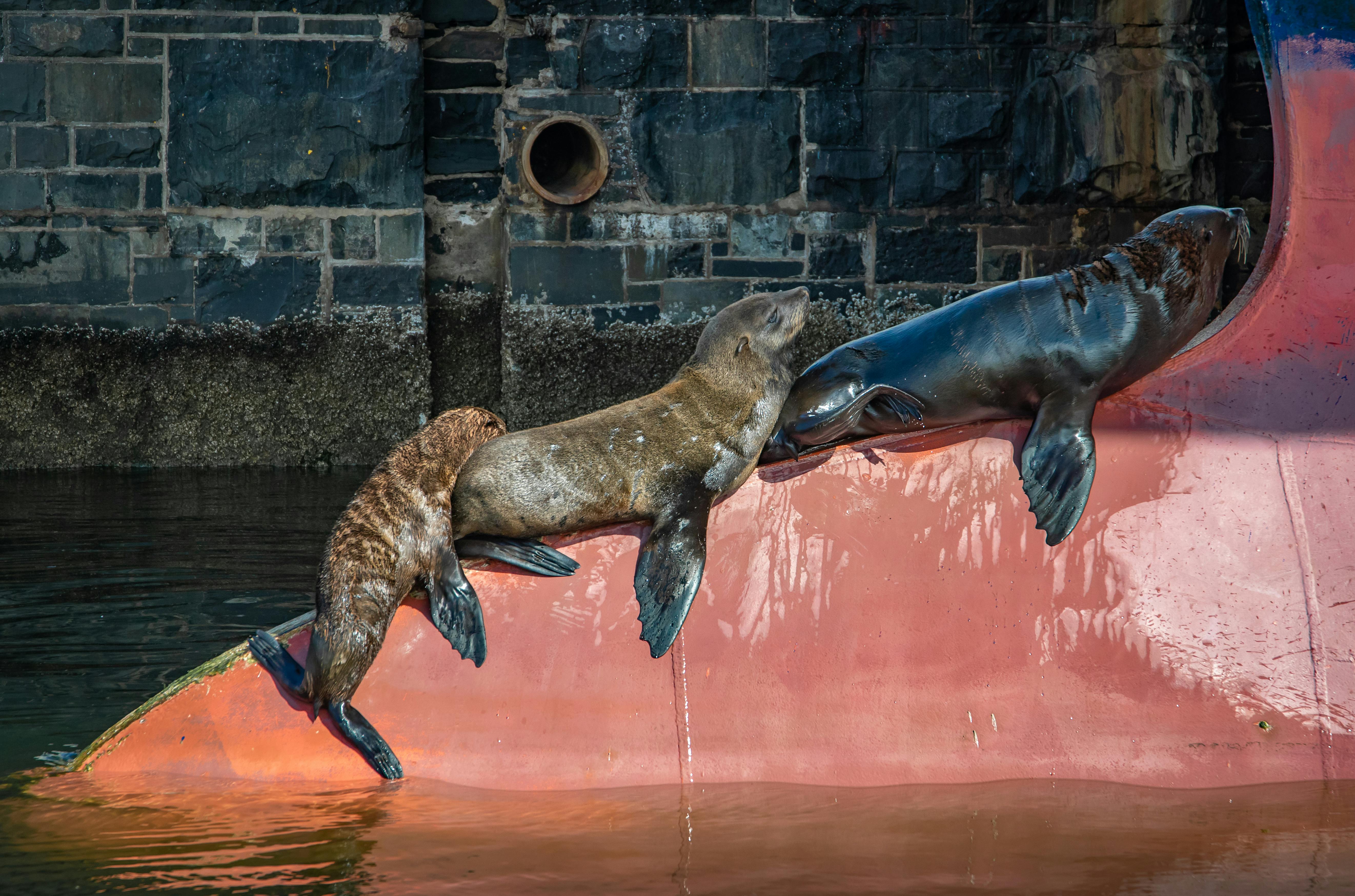 Seal seen around the Waterfront harbor