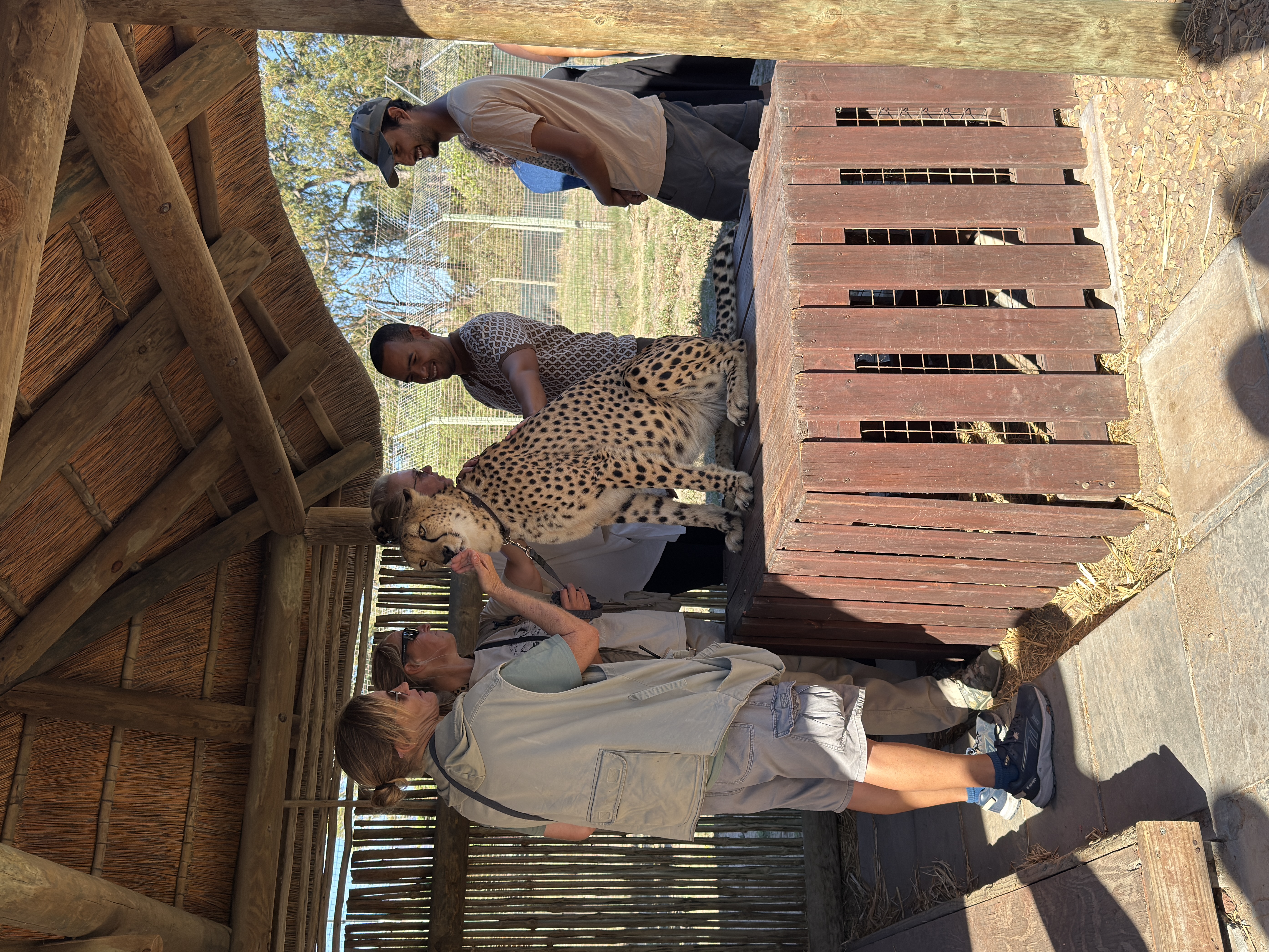 Close cheetah experience at Cheetah Outreach