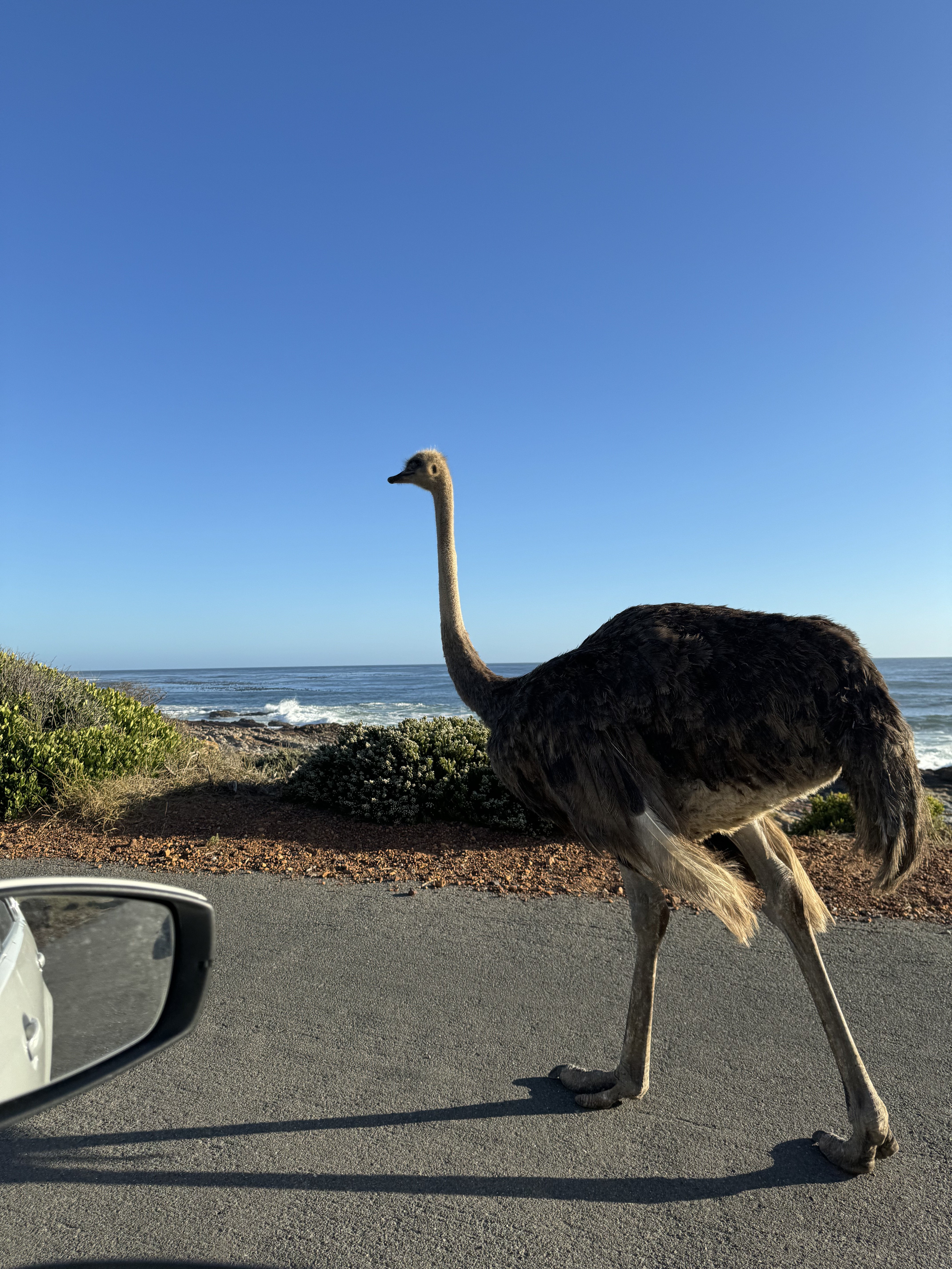 Ostrich seen along the Cape Point road
