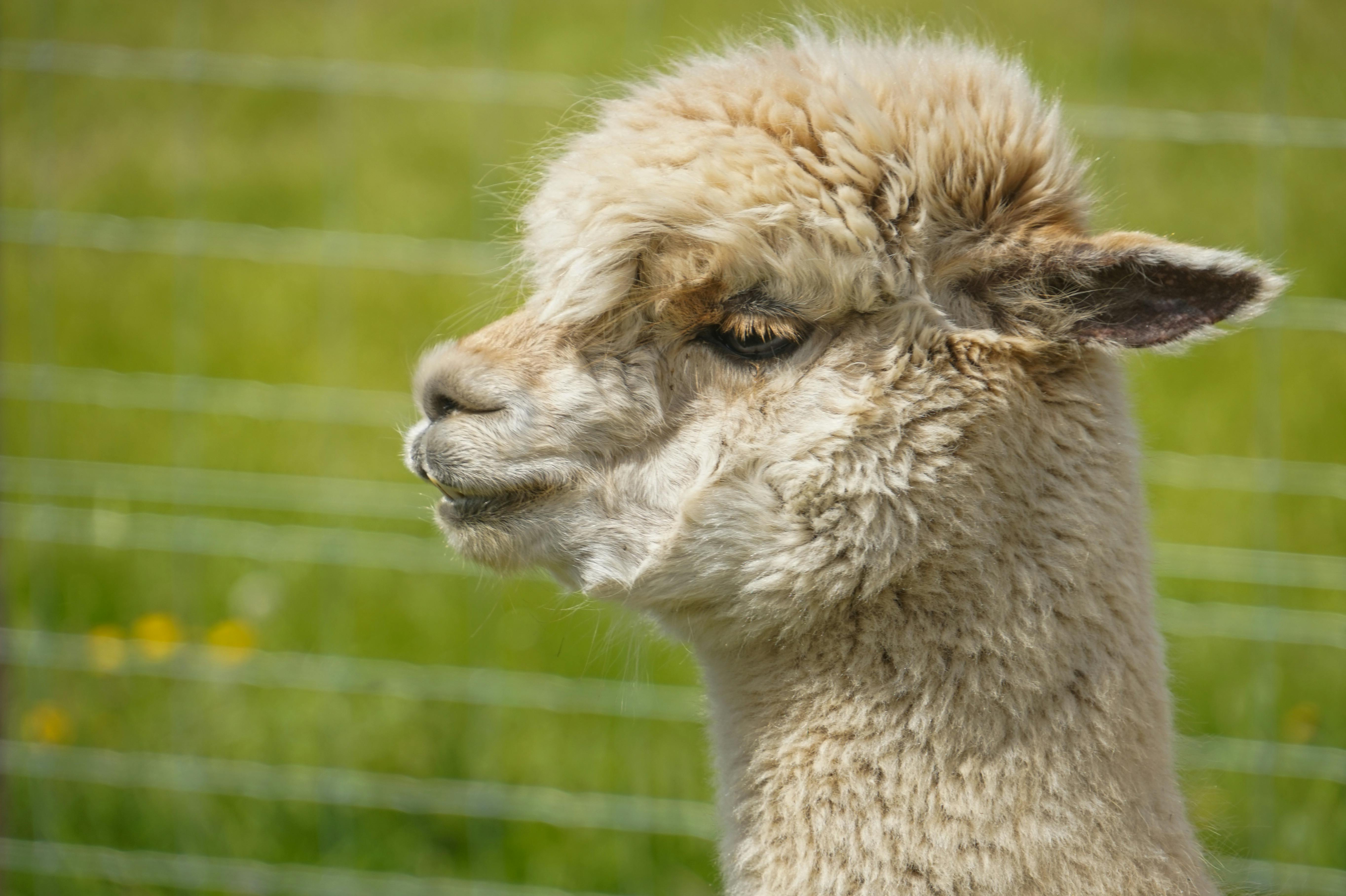 Close llama portrait